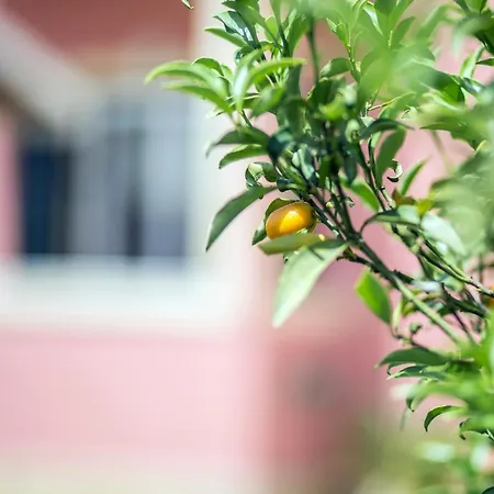 Iliachtida *