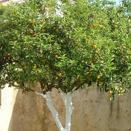 Iliachtida Apartman *