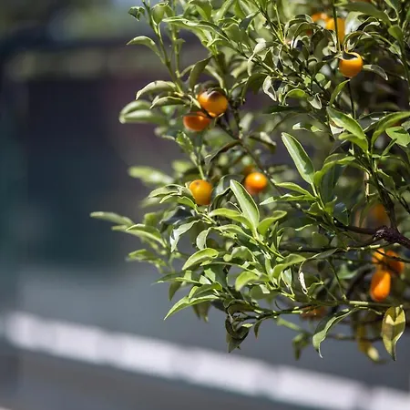 Iliachtida Apartmán